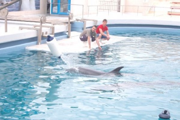 Delfinariul din Constanţa caută delfini în Barcelona